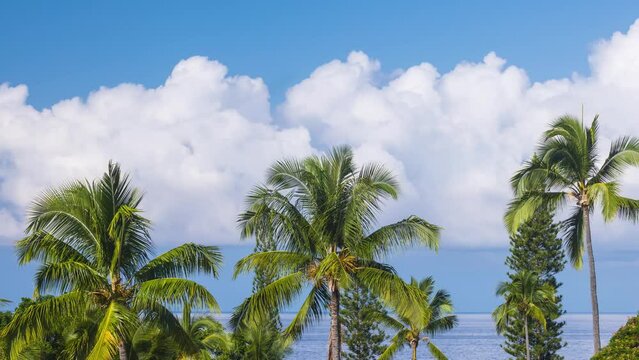 Time lapse of the clouds moving behind palm trees on the Big Island of Hawaii.