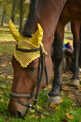 The horse is resting