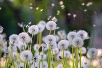 Fluffy white dandelions during a summer sunny rain. Raindrops and flying fluffs in the air. lightness and airiness.