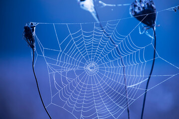Cobwebs on dry flowers on a blue natural background.