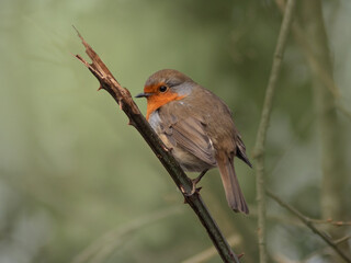 Close-up of European robin  with orange breast on a branch against a green background shot from the side