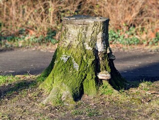 Baumstumpf in einem Park mit Moos