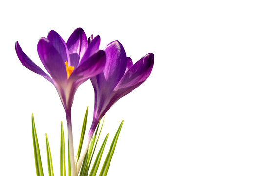 lila Krokusse, freigestellt, PNG