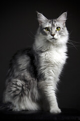 Black and white Maine Coon cat posing