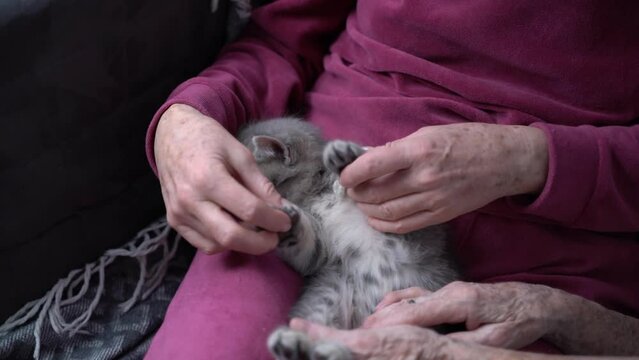 Very old female stroking and playing with cheerful, cute gray kitten with caregiver in assisted living center. Dementia therapy with help of cats. Mature daughter visits her older mom in nursing home