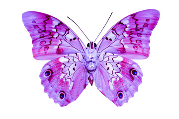 Beautiful purple butterfly on a white background. Isolate the butterfly.