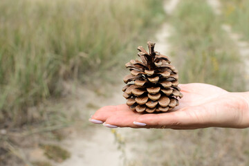 A pine cone in the foreground of the girl's hand against the backdrop of a blurred forest landscape. Pine seed.	
