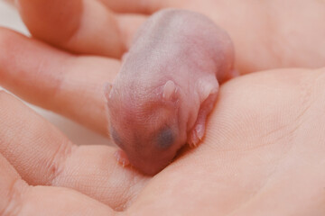 cute little bald newborn hamster in children's hands. 