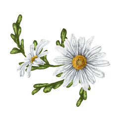 A composition of large wild daisies. Flowers, buds and leaves. On a white background. Design for herbal tea, natural cosmetics, aromatherapy, health products