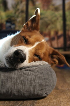 Sleeping brown and white terrier / border collie mix dog