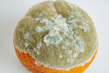 tangerine covered with mold on a white background 