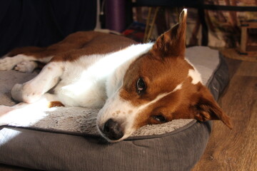 Sleeping brown and white terrier / border collie mix dog