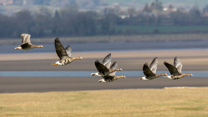 A flight of white fronted geese. Orange bills indicate Greenland residents over wintering here.