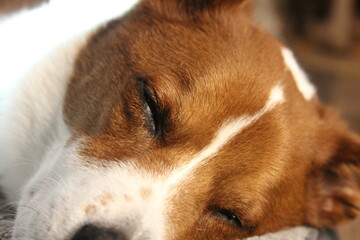 Sleeping brown and white terrier / border collie mix dog