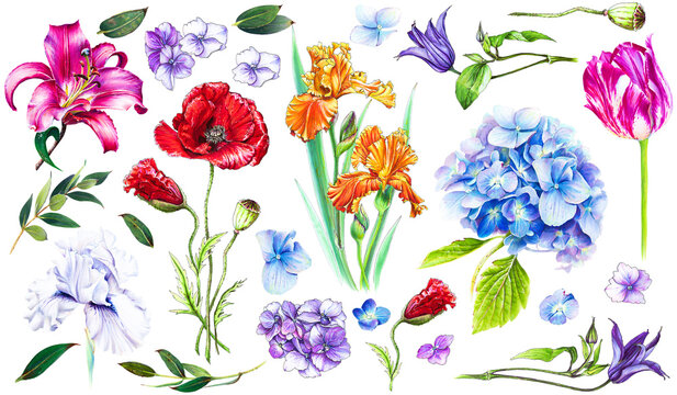 Big floral set. Blue hydrangea, orange iris and red poppy, pink lily, eucalyptus leaves. Flowers illustration