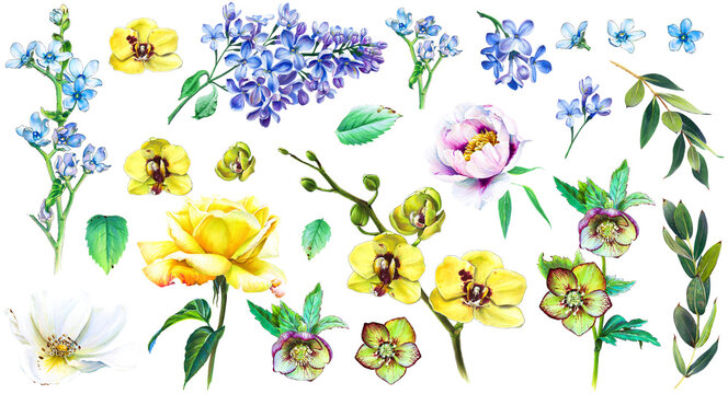 Big floral set. Blue lilac, yellow rose and orchid, heleborus, eucalyptus leaves. Flowers illustration