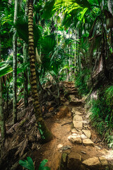 Path in the Vallee de Mai jungle