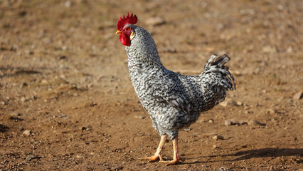 Gallina pedresa, Parque de la Naturaleza de Cabárceno, Cantabria, España