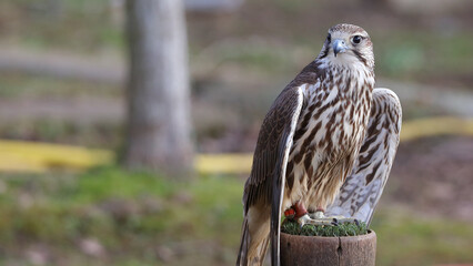 Azor, Parque de la Naturaleza de Cabárceno, Cantabria, España