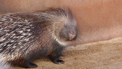 Puercoespín, Parque de la Naturaleza de Cabárceno, Cantabria, España