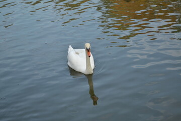 white swan on the water