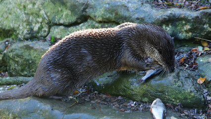 Nutria europea, Zoo de Santillana del Mar, Cantabria, España