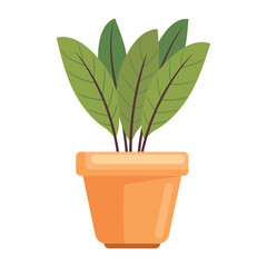 houseplant in pot