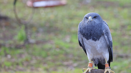 Águila escudada, Parque de la Naturaleza de Cabárceno, Cantabria, España