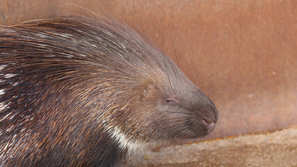 Puercoespín, Parque de la Naturaleza de Cabárceno, Cantabria, España
