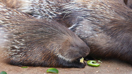 Puercoespín, Parque de la Naturaleza de Cabárceno, Cantabria, España
