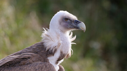 Buitre leonado, Parque de la Naturaleza de Cabárceno, Cantabria, España