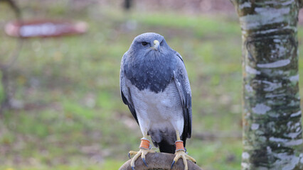 Águila escudada, Parque de la Naturaleza de Cabárceno, Cantabria, España