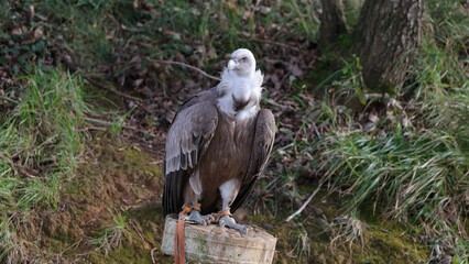 Buitre leonado, Parque de la Naturaleza de Cabárceno, Cantabria, España
