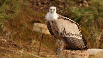 Buitre leonado, Parque de la Naturaleza de Cabárceno, Cantabria, España