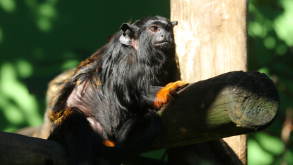 Tití manos doradas, Zoo de Santillana del Mar, Cantabria, España