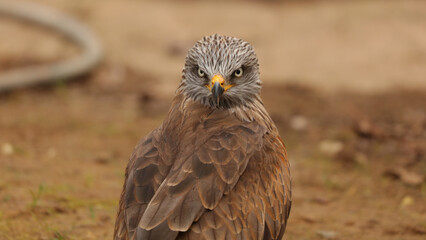 Milano negro, Parque de la Naturaleza de Cabárceno, Cantabria, España