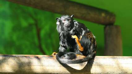 Tití manos doradas, Zoo de Santillana del Mar, Cantabria, España
