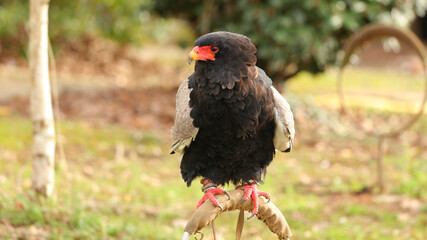 Águila volatinera, Parque de la Naturaleza de Cabárceno, Cantabria, España