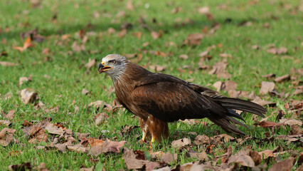 Milano negro, Parque de la Naturaleza de Cabárceno, Cantabria, España