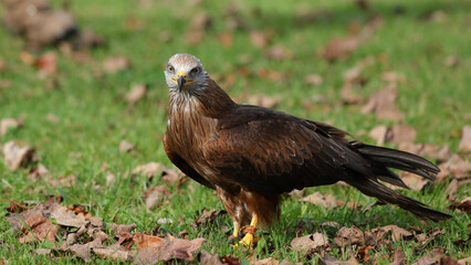 Milano negro, Parque de la Naturaleza de Cabárceno, Cantabria, España