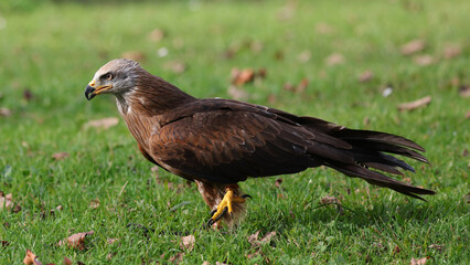 Milano negro, Parque de la Naturaleza de Cabárceno, Cantabria, España