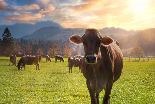 Schweizer Braunvieh mit Herde beobachtet entspannt Wanderer w&auml;hrend der morgendlichen F&uuml;tterung auf einer &uuml;ppigen gr&uuml;nen Wiese in den Tiroler Alpen an einem sonnigen Morgen mit Gegenlicht
