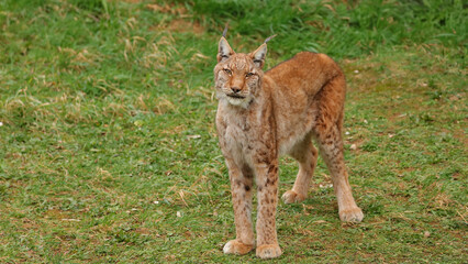 Fototapeta premium Lince Boreal, Lince, animal, felino, peligro de extinción, 