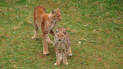 Lince Boreal, Lince, animal, felino, peligro de extinción, 