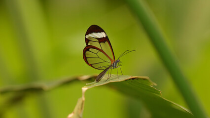 Mariposa de cristal o espejito en el mariposario del Zoo de Santillana del Mar, Cantabria, España.