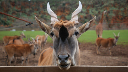 Eland, Parque de la Naturaleza de Cabárceno, Cantabria, España