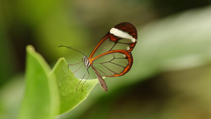 Mariposa de cristal o espejito en el mariposario del Zoo de Santillana del Mar, Cantabria, España.