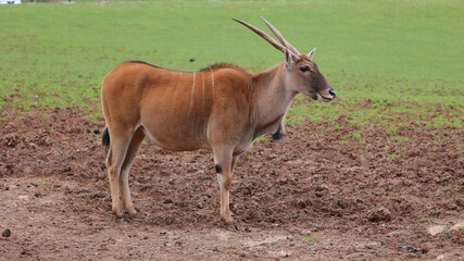 Eland, Parque de la Naturaleza de Cabárceno, Cantabria, España