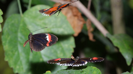 Mariposa Heliconia, Zoo de Santillana del Mar, Cantabria, España