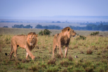 Lions in early morning sunlight